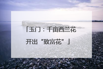 玉门：千亩西兰花开出“致富花”