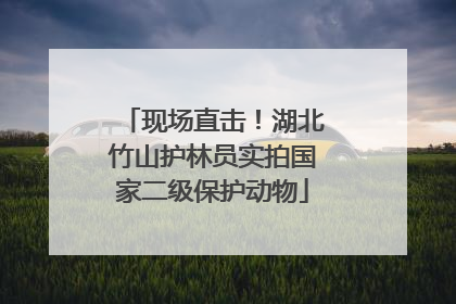 现场直击！湖北竹山护林员实拍国家二级保护动物