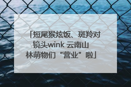 短尾猴炫饭、斑羚对镜头wink 云南山林萌物们“营业”啦