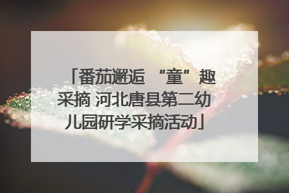 番茄邂逅 “童”趣采摘 河北唐县第二幼儿园研学采摘活动
