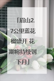 眉山2.7公里蓝花楹盛开 花期将持续到下月