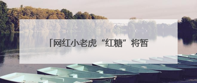 网红小老虎“红糖”将暂停展出？上海动物园：展区改建，会安排展出计划