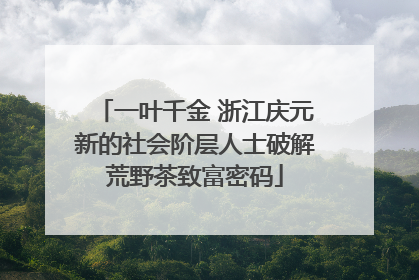 一叶千金 浙江庆元新的社会阶层人士破解荒野茶致富密码