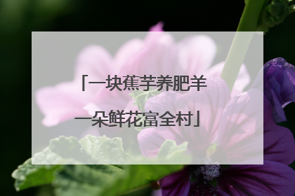 一块蕉芋养肥羊 一朵鲜花富全村