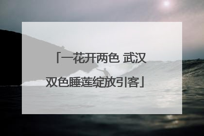 一花开两色 武汉双色睡莲绽放引客