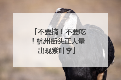不要摘！不要吃！杭州街头正大量出现紫叶李