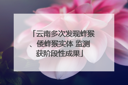 云南多次发现蜂猴、倭蜂猴实体 监测获阶段性成果