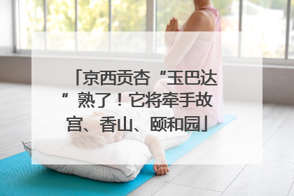 京西贡杏“玉巴达”熟了！它将牵手故宫、香山、颐和园