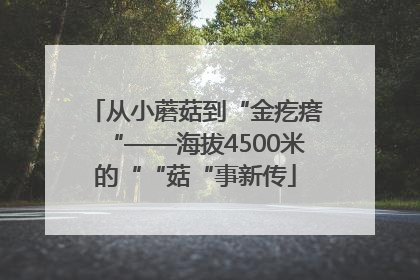 从小蘑菇到“金疙瘩“——海拔4500米的““菇“事新传
