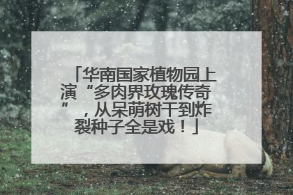 华南国家植物园上演“多肉界玫瑰传奇”，从呆萌树干到炸裂种子全是戏！