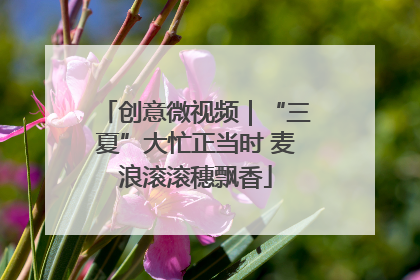 创意微视频｜“三夏”大忙正当时 麦浪滚滚穗飘香