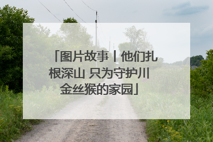 图片故事丨他们扎根深山 只为守护川金丝猴的家园