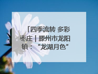 四季流转 多彩枣庄｜滕州市龙阳镇：“龙湖月色”向日葵花海 绘就乡村振兴新画卷