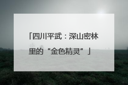 四川平武：深山密林里的“金色精灵”