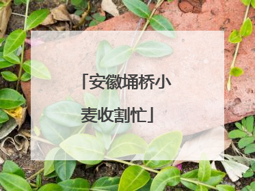 安徽埇桥小麦收割忙
