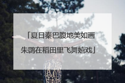 夏日秦巴腹地美如画 朱鹮在稻田里飞舞嬉戏
