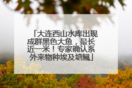 大连西山水库出现成群黑色大鱼，最长近一米！专家确认系外来物种埃及塘鲺