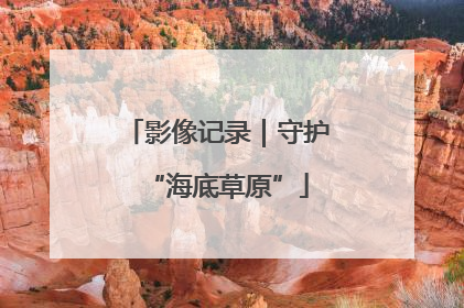 影像记录｜守护“海底草原”