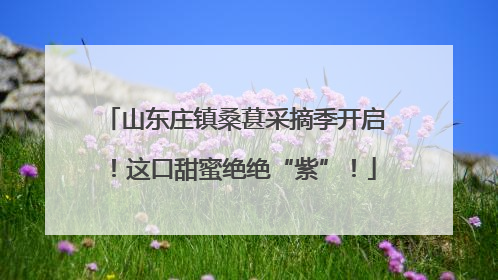 山东庄镇桑葚采摘季开启！这口甜蜜绝绝“紫”！