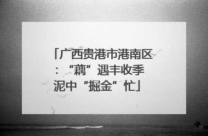 广西贵港市港南区：“藕”遇丰收季 泥中“掘金”忙