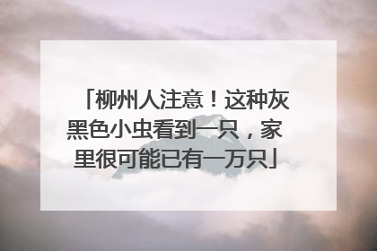 柳州人注意！这种灰黑色小虫看到一只，家里很可能已有一万只