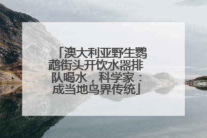 澳大利亚野生鹦鹉街头开饮水器排队喝水，科学家：成当地鸟界传统