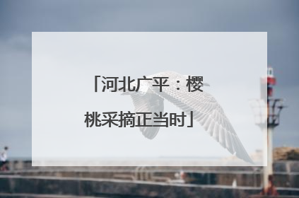河北广平：樱桃采摘正当时