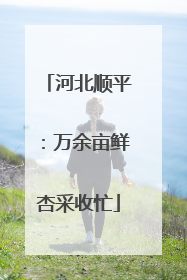 河北顺平：万余亩鲜杏采收忙