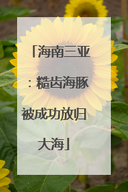 海南三亚：糙齿海豚被成功放归大海