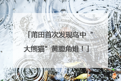 莆田首次发现鸟中“大熊猫”黄腹角雉！
