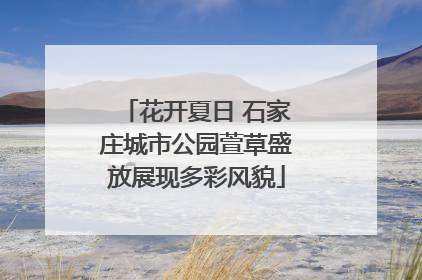 花开夏日 石家庄城市公园萱草盛放展现多彩风貌