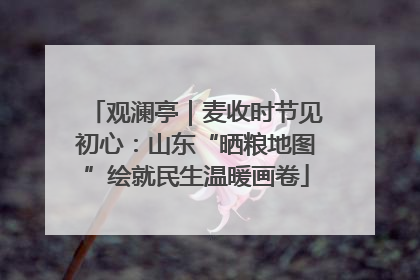 观澜亭｜麦收时节见初心：山东“晒粮地图”绘就民生温暖画卷