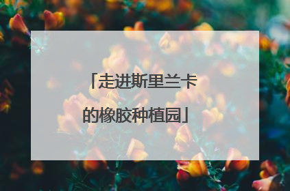 走进斯里兰卡的橡胶种植园