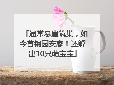 通常悬崖筑巢，如今首钢园安家！还孵出10只萌宝宝