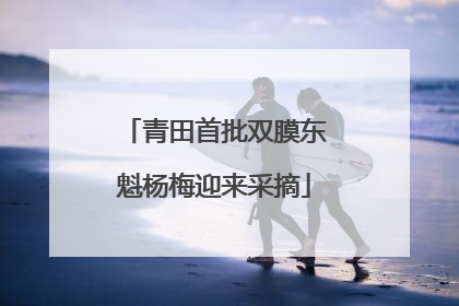 青田首批双膜东魁杨梅迎来采摘