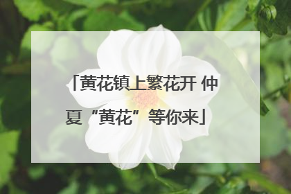 黄花镇上繁花开 仲夏“黄花”等你来