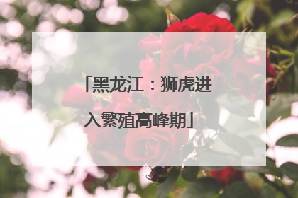 黑龙江：狮虎进入繁殖高峰期