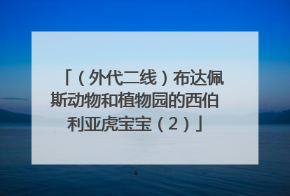 （外代二线）布达佩斯动物和植物园的西伯利亚虎宝宝（2）